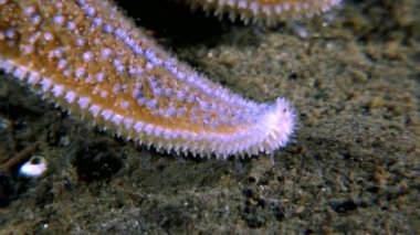 Kırmızı deniz yıldızı su altında beyaz deniz dibinin üzerinde kapatın.