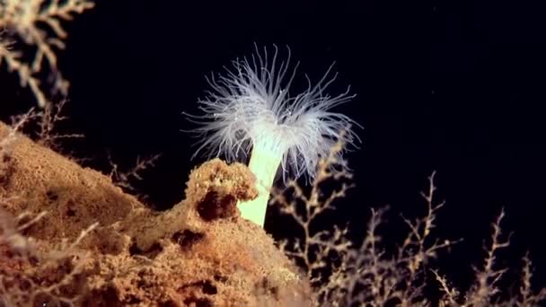 Weißes, flauschiges Metridium unter Wasser auf dem Meeresboden des weißen Meeres. — Stockvideo