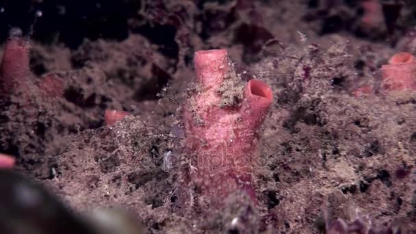 Zakpijpen ascidia Tunicata Urochordata onderwater op de zeebodem van de Witte Zee. — Stockvideo