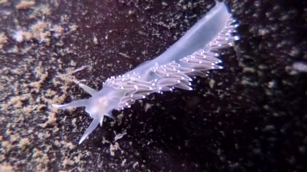 Unieke Nudibranchia slak Coryphella verrucosa duidelijk zeebodem onderwater Witte Zee. — Stockvideo