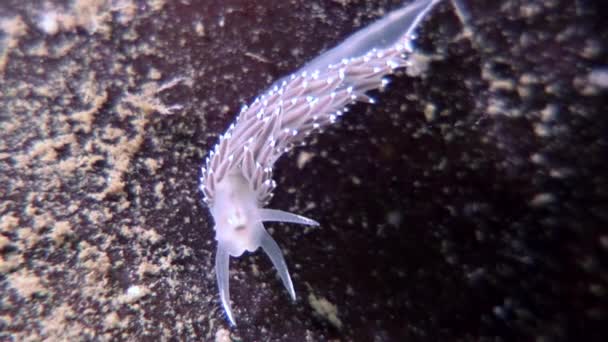 Unique nudibranch slug Coryphella verrucosa clear seabed underwater White Sea. — Stock Video