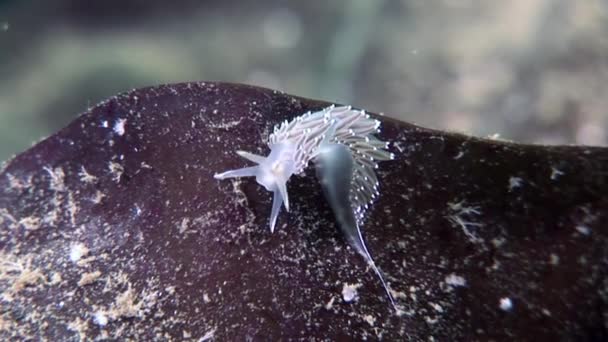 Unique nudibranch slug Coryphella verrucosa clear seabed underwater White Sea. — Stock Video