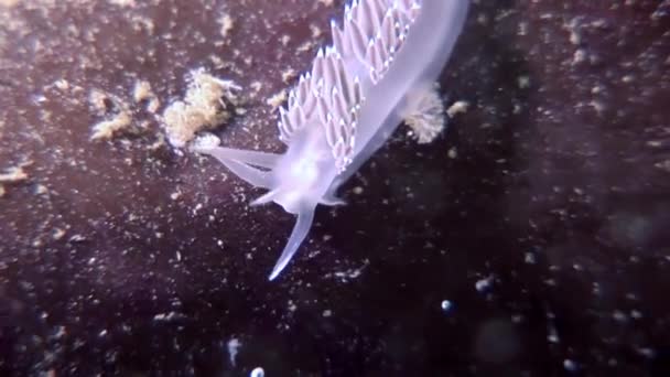 Benzersiz omurgasızını slug Coryphella verrucosa temizleyin deniz dibinin sualtı beyaz deniz. — Stok video