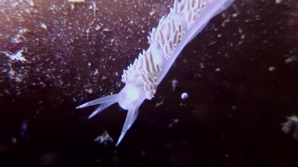 Unique nudibranch slug Coryphella verrucosa clear seabed underwater White Sea. — Stock Video