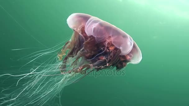 Medusa medusas de cerca bajo el agua sobre fondo verde del Mar Blanco . — Vídeo de stock