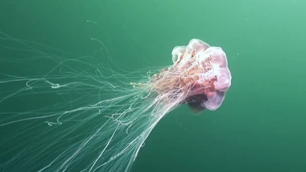 Медуза медузы под водой на зеленом фоне Белого моря . — стоковое видео
