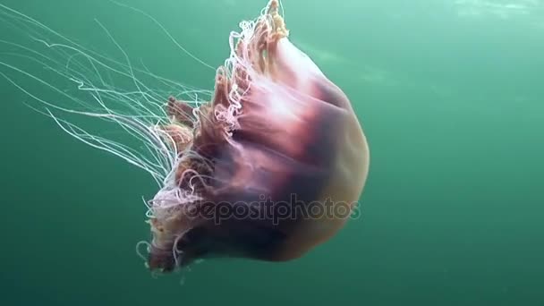 Medusa Quallen in Nahaufnahme unter Wasser auf grünem Hintergrund des weißen Meeres. — Stockvideo