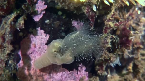 Lucernaria quadricornis bajo el agua en el Mar Blanco . — Vídeos de Stock