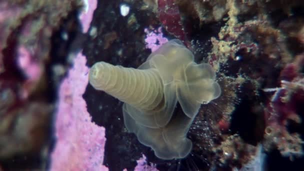 Lucernaria quadricornis unter Wasser im weißen Meer. — Stockvideo
