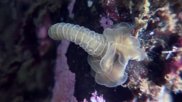 Lucernaria quadricornis underwater in White Sea. — Stock Video