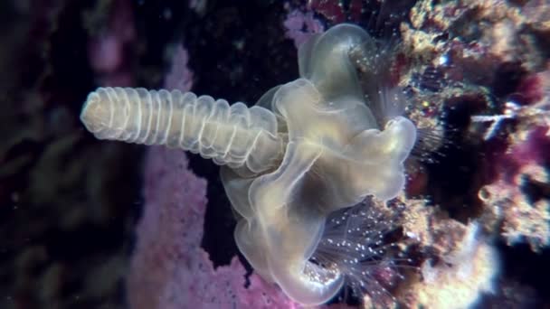 Lucernaria quadricornis víz alatti fehér-tenger. — Stock videók