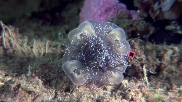 Lucernaria quadricornis subaquático no Mar Branco . — Vídeo de Stock