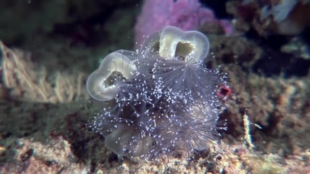 Lucernaria quadricornis під водою в білому морі. — стокове відео