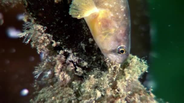 Eel pout mutton fish perciform on seabed underwater in ocean of White Sea. — Stock Video