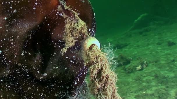 Paling pruilen schapenvlees vis baarsachtige op zeebodem onderwater in de oceaan van witte zee. — Stockvideo