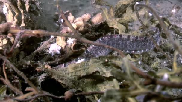 鳗鲡噘嘴羊肉鱼种鲈形目海底水下白海. — 图库视频影像