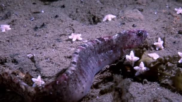 Stintdorsch Hammelfleisch und Seesterne perciform auf Meeresboden unter Wasser in weißem Meer. — Stockvideo