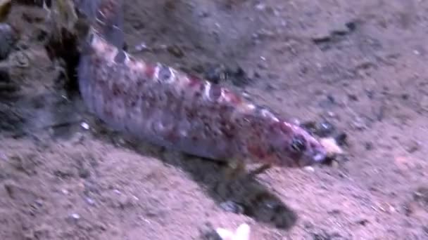 Eel pout mutton and star fish perciform on seabed underwater in White Sea. — Stock Video