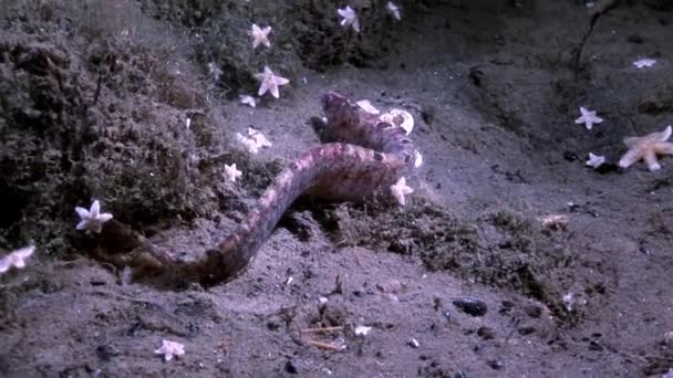 Mutton d'anguille et poisson étoilé perciformes sur les fonds marins sous-marins en mer Blanche .