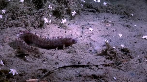 Eel pout mutton and star fish perciform on seabed underwater in White Sea. — Stock Video