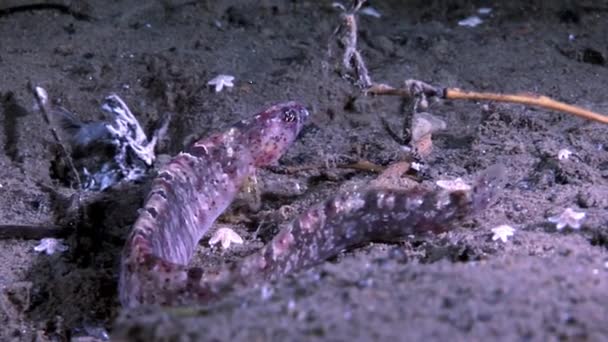 Carne de cabra de faneca e perciforme de peixe estrela no fundo do mar subaquático no Mar Branco . — Vídeo de Stock