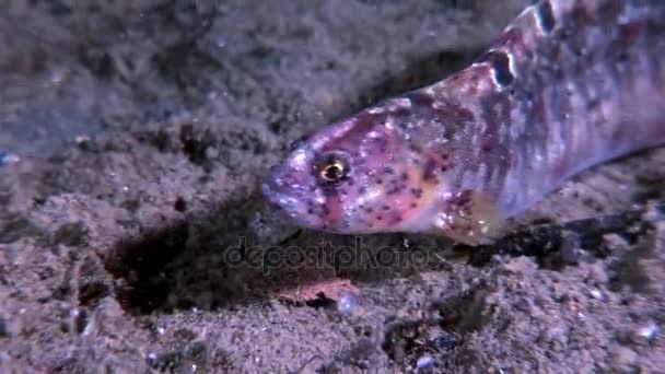 Pout de anguila pez cordero percibido en el lecho marino bajo el agua en el océano del Mar Blanco . — Vídeos de Stock