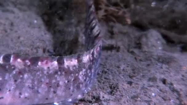 Pout de anguila pez cordero percibido en el lecho marino bajo el agua en el océano del Mar Blanco . — Vídeo de stock