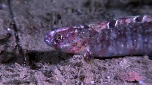 Ål pout fårkött fisk ordningen på havsbotten under vattnet i havet av vita havet. — Stockvideo