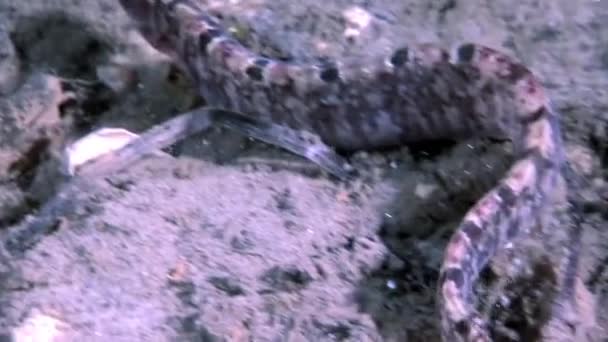 Morue de l'anguille perciforme sur les fonds marins sous-marins dans l'océan de la mer Blanche . — Video
