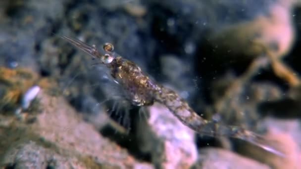 Glazen garnalen gemaskeerd op zoek naar voedsel onderwater zeebodem van witte zee Rusland. — Stockvideo