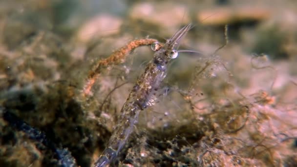 Camarones de vidrio enmascarados en busca de alimentos fondo marino submarino del Mar Blanco Rusia . — Vídeos de Stock