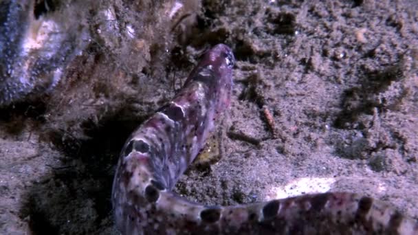 Eel pout mutton fish perciform on seabed underwater in ocean of White Sea. — Stock Video