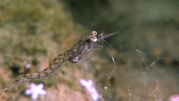 Glass shrimp masked in search of food underwater seabed of White Sea Russia. — Stock Video