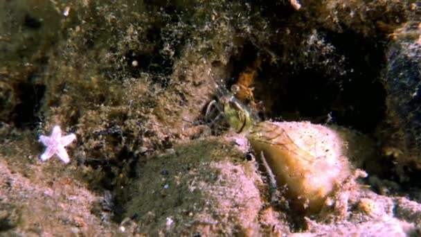 Glas räkor maskerad på jakt efter mat undervattens havsbotten i vita havet Ryssland. — Stockvideo