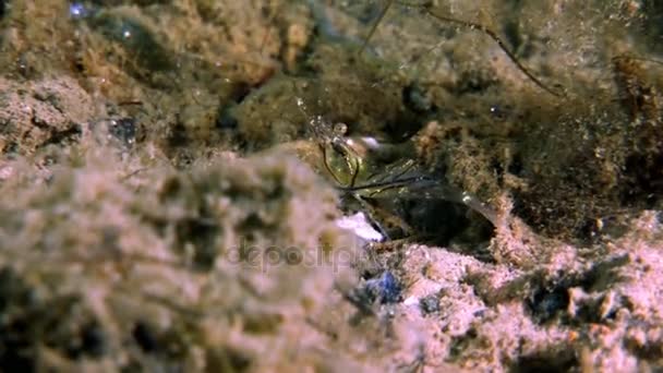 Glas räkor maskerad på jakt efter mat undervattens havsbotten i vita havet Ryssland. — Stockvideo