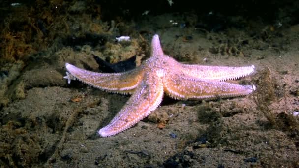 Красные морские звезды под водой на дне Белого моря . — стоковое видео