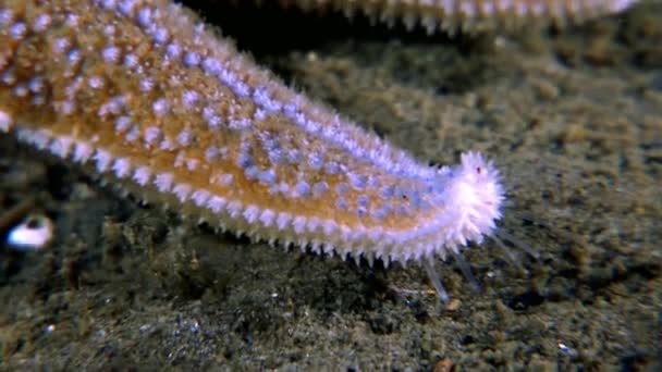 Röd sjöstjärna närbild under vattnet på havsbotten i vita havet. — Stockvideo