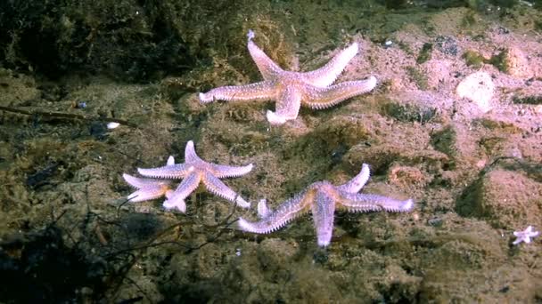 Estrela-do-mar vermelha subaquática no fundo do mar Branco . — Vídeo de Stock