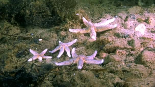 Rode starfish onderwater op de zeebodem van de Witte Zee. — Stockvideo