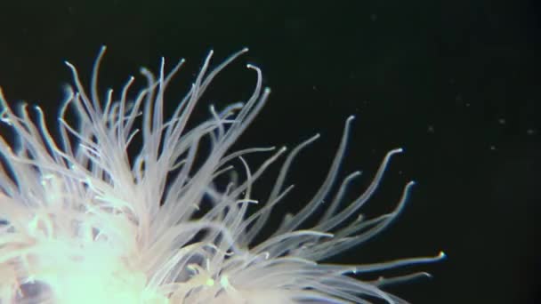 White fluffy metridium underwater on seabed of White Sea. — Stock Video