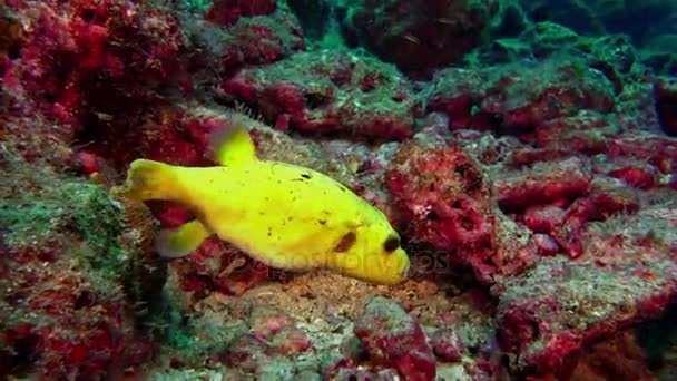 Puffer yellow fish Ostracion cubicus swims underwater on seabed over rocky reef. — Stock Video