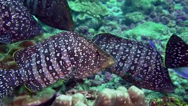 Poisson de perche tachetée sur un récif rocheux à la recherche de nourriture . — Video