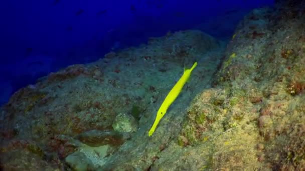 Рыба-флейта и желтая полосатая кашмирская мохнатка в поисках пищи . — стоковое видео