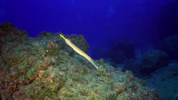 Poisson flûte et vivaneau du Cachemire à rayures jaunes à la recherche de nourriture . — Video