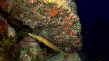 Balık ve sarı çizgili Keşmir snapper yiyecek bulmak flüt.