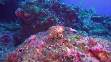 Whitetip resif köpekbalığı sürüsü su altında doğal akvaryum yatağında balık sürüsü.