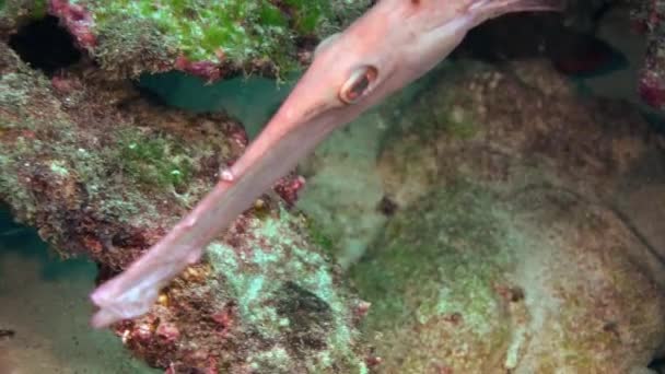 Flauta de pescado bajo el agua en el fondo del mar en busca de alimentos close-up macro video . — Vídeo de stock