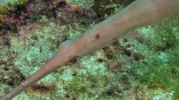 Peixe flauta subaquático no fundo do mar em busca de comida close-up macro vídeo . — Vídeo de Stock