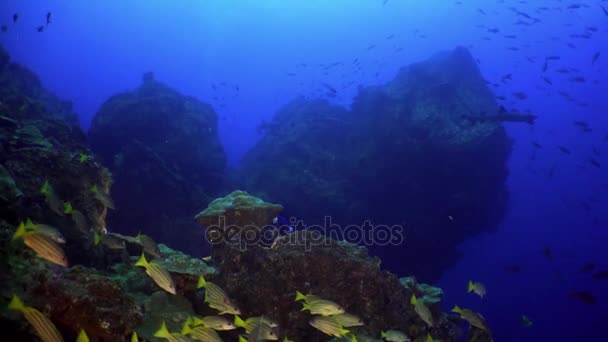 Dalgıç doğal deniz akvaryum sualtı deniz yatağı üzerinde balık sürüsü fener ile. — Stok video