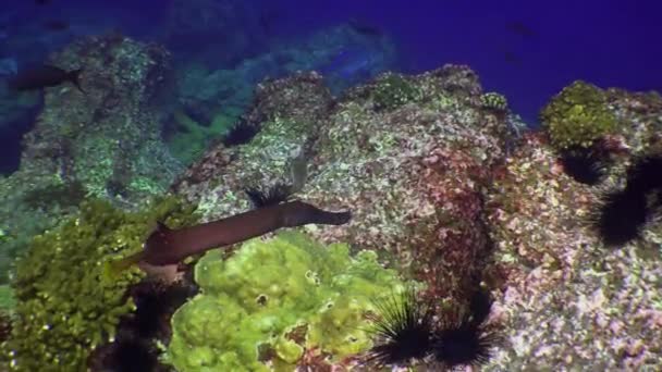 Peixe flauta subaquático no fundo do mar em busca de comida close-up macro vídeo . — Vídeo de Stock